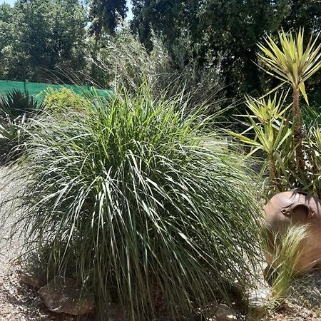 Bed and Breakfast Le calme de la garrigue Russan Exterior foto